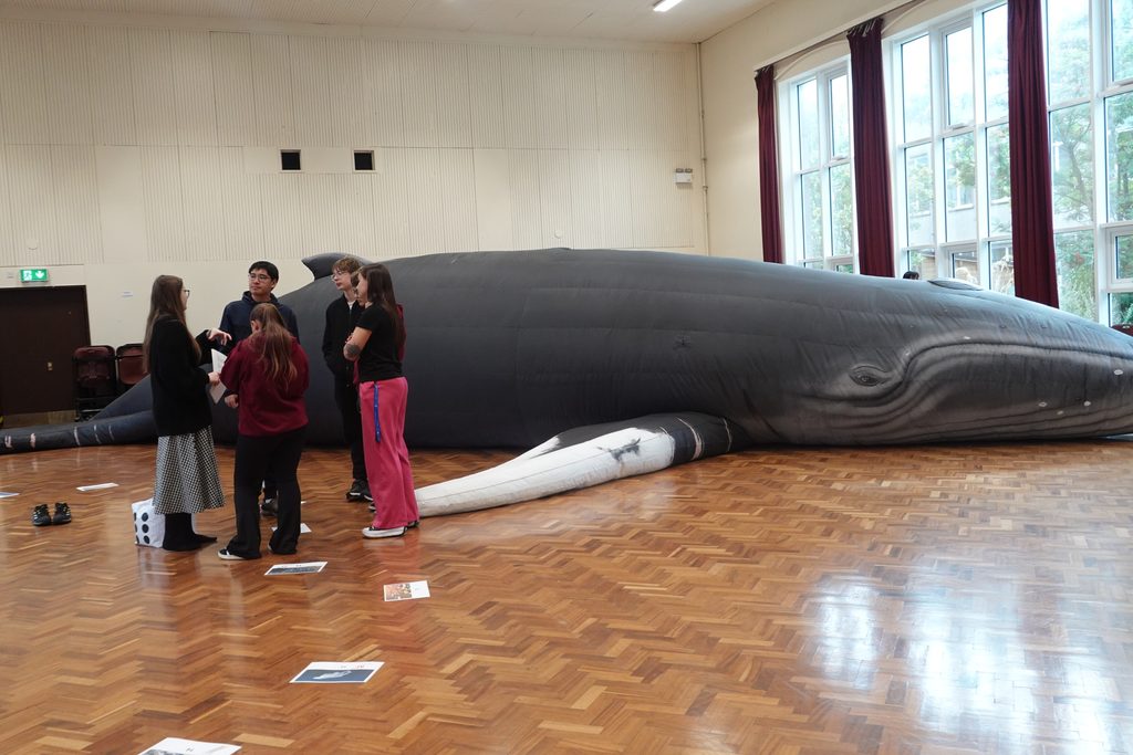 Hope the Whale visits Angus